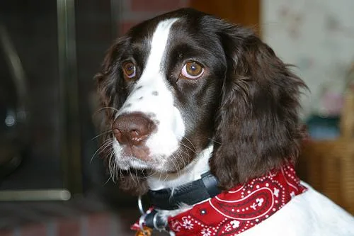 English Springer #7, a English Springer Spaniel in the PetMatch pool