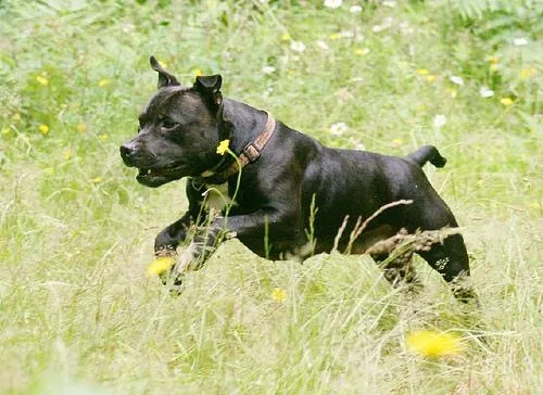 Staffordshire Bullterrier #92, a Staffordshire Bull Terrier in the PetMatch pool