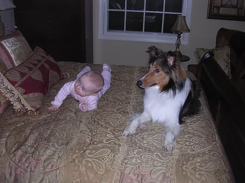 Shetland Sheepdog #112, a Shetland Sheepdog in the PetMatch pool