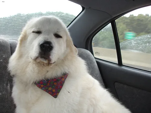 great pyrenees #56, a Great Pyrenees in the PetMatch pool