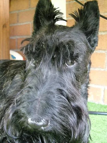Scotch Terrier #77, a Scottish Terrier in the PetMatch pool