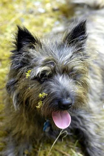 Cairn #4, a Cairn Terrier in the PetMatch pool