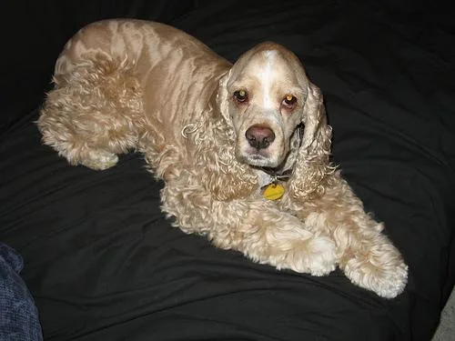 Cocker Spaniel #75, a Cocker Spaniel in the PetMatch pool