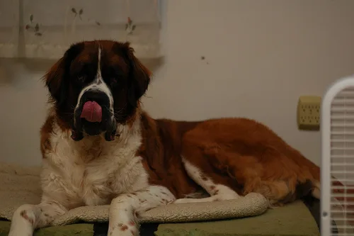 saint bernard #131, a Saint Bernard in the PetMatch pool