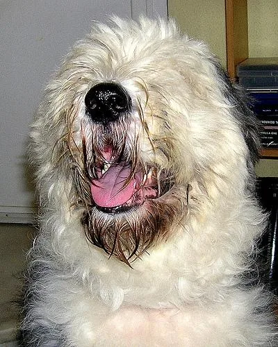 Old English Sheepdog #74, a Old English Sheepdog in the PetMatch pool