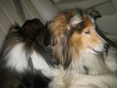 Shetland Sheepdog #26, a Shetland Sheepdog in the PetMatch pool