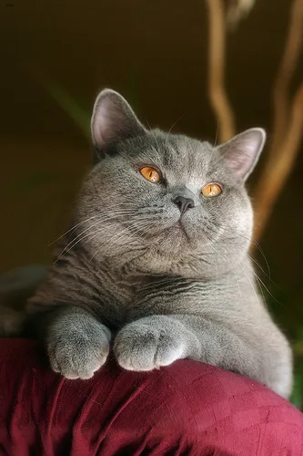 British Shorthair #181, a Mixed Breed Cat in the PetMatch pool