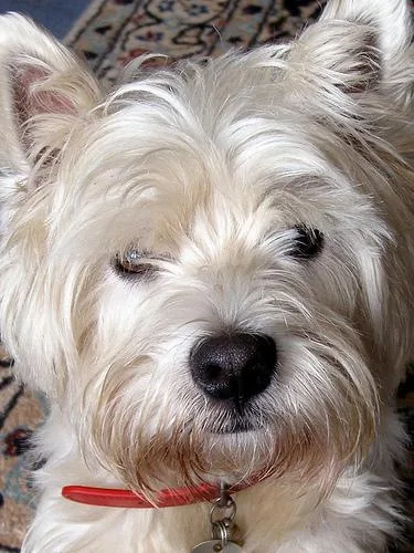 West Highland White Terrier #83, a West Highland White Terrier in the PetMatch pool