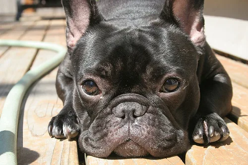 French Bulldog #113, a French Bulldog in the PetMatch pool