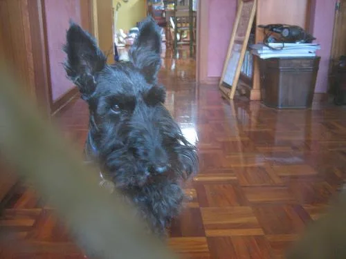 Scotch Terrier #7, a Scottish Terrier in the PetMatch pool