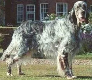 English Setter #101, a English Setter in the PetMatch pool