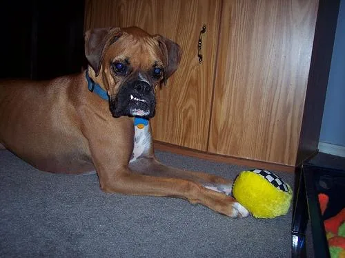 Boxer #35, a Boxer in the PetMatch pool