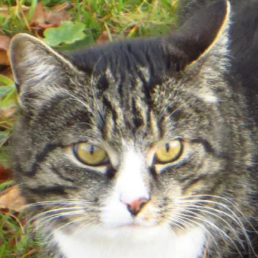 Mixed #6317, a Domestic Shorthair in the PetMatch pool