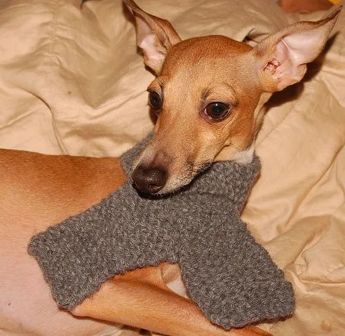 Italian Greyhound #44, a Greyhound in the PetMatch pool