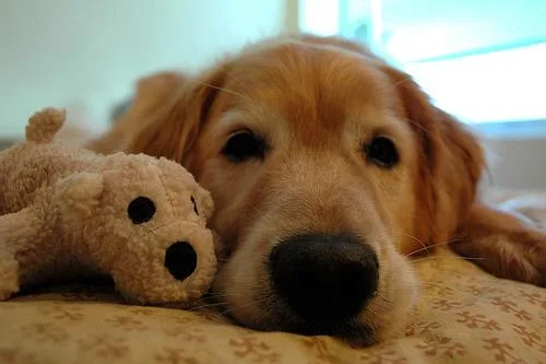 Golden Retriever #19, a Golden Retriever in the PetMatch pool