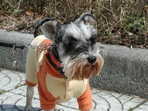 Miniature Schnauzer #44, a Miniature Schnauzer in the PetMatch pool