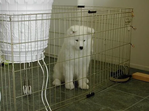 Samoyed #21, a Samoyed in the PetMatch pool
