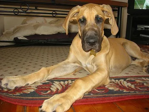 Great Dane #119, a Great Dane in the PetMatch pool
