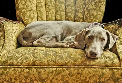 Weimaraner #37, a Weimaraner in the PetMatch pool