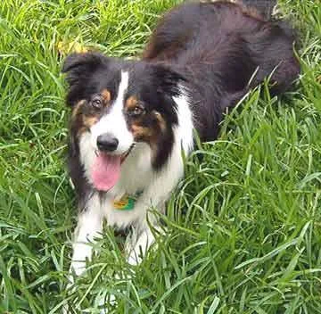 Border Collie #102, a Border Collie in the PetMatch pool