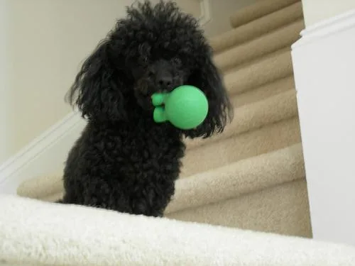 Toy Poodle #99, a Poodle in the PetMatch pool