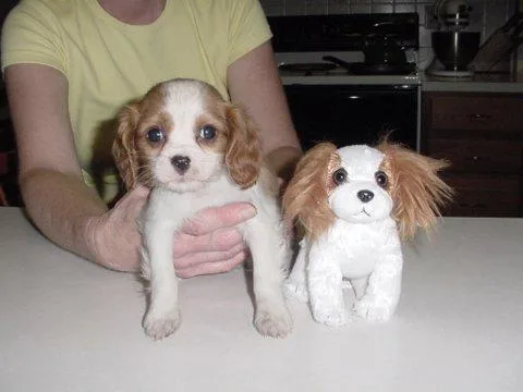 Blenheim Spaniel #98, a Cavalier King Charles Spaniel in the PetMatch pool