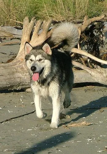 Malamute #28, a Alaskan Malamute in the PetMatch pool