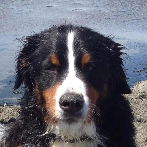 Mixed #1527, a Bernese Mountain Dog in the PetMatch pool
