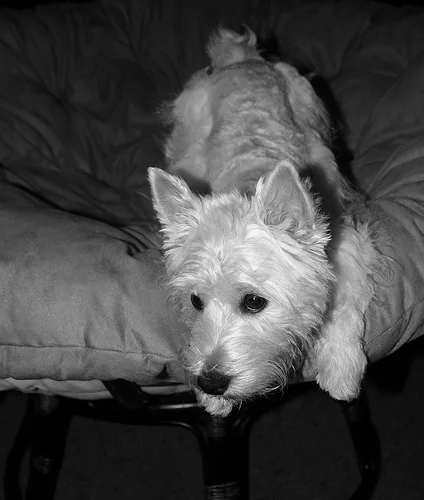 scottish terrier #189, a West Highland White Terrier in the PetMatch pool