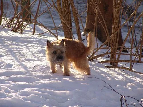 Cairn #12, a Cairn Terrier in the PetMatch pool
