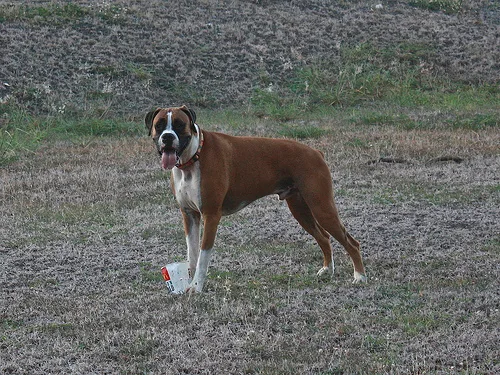 boxer #118, a Boxer in the PetMatch pool