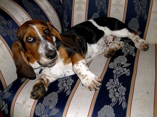 Basset #64, a Basset Hound in the PetMatch pool