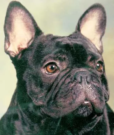 French Bulldog #57, a French Bulldog in the PetMatch pool