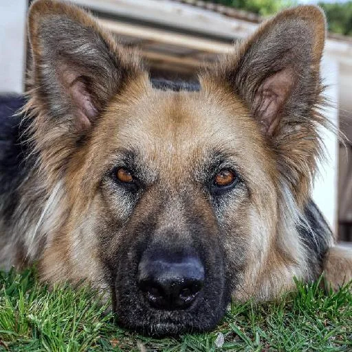 Mixed #3931, a German Shepherd in the PetMatch pool