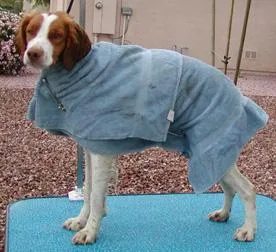 Brittany Spaniel #87, a Brittany in the PetMatch pool