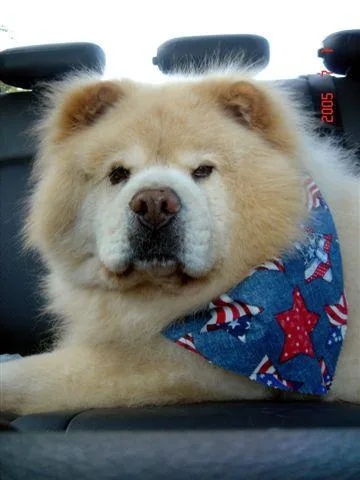 Chow #111, a Chow Chow in the PetMatch pool