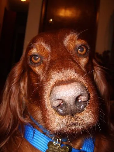 Irish Setter #66, a Irish Setter in the PetMatch pool