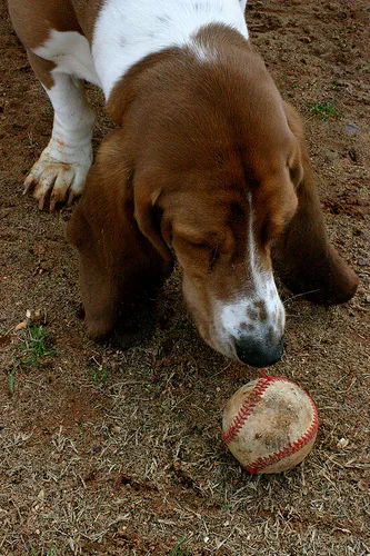 basset hound #198, a Basset Hound in the PetMatch pool