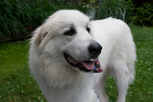 great pyrenees #59, a Great Pyrenees in the PetMatch pool