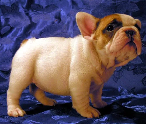 French Bulldog #42, a French Bulldog in the PetMatch pool