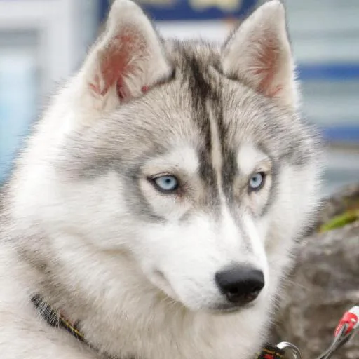 Mixed #1760, a Siberian Husky in the PetMatch pool