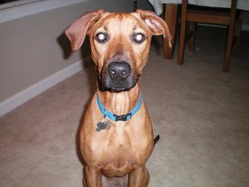 Rhodesian Ridgeback #16, a Rhodesian Ridgeback in the PetMatch pool