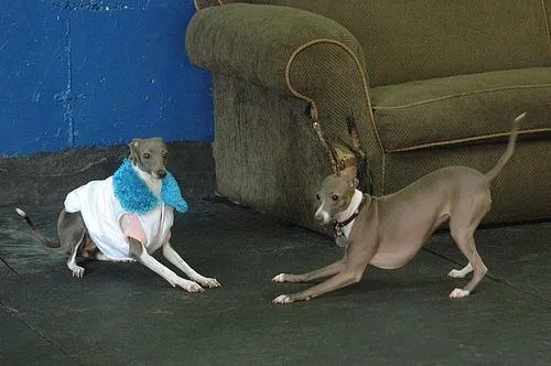 Italian Greyhound #56, a Greyhound in the PetMatch pool