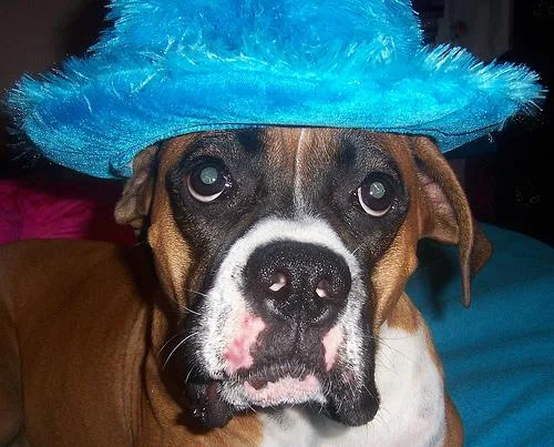 Boxer #12, a Boxer in the PetMatch pool