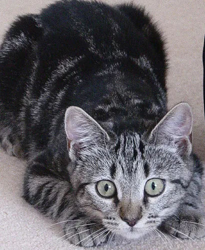 Mixed #11538, a Domestic Shorthair in the PetMatch pool