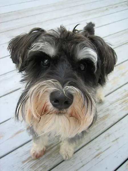 Miniature Schnauzer #1, a Miniature Schnauzer in the PetMatch pool