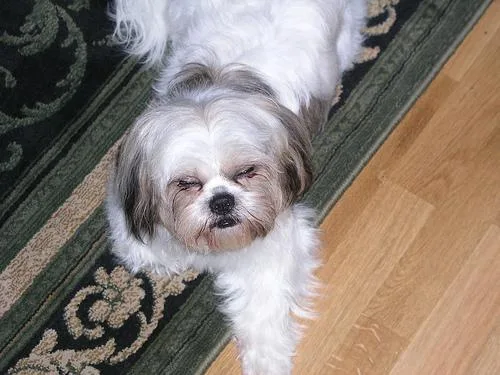 Shih Tzu #47, a Shih Tzu in the PetMatch pool