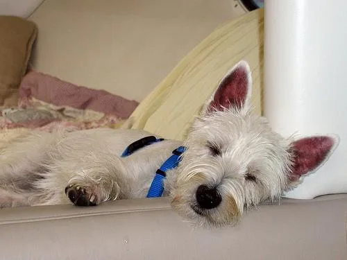 West Highland White Terrier #88, a West Highland White Terrier in the PetMatch pool