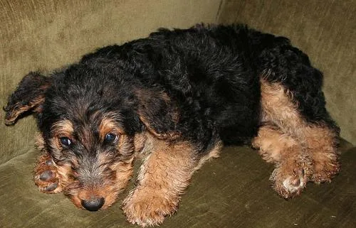 Airedale #19, a Airedale Terrier in the PetMatch pool