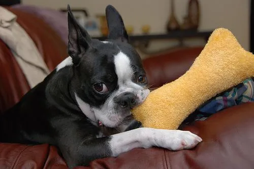 Boston Bull #68, a Boston Terrier in the PetMatch pool